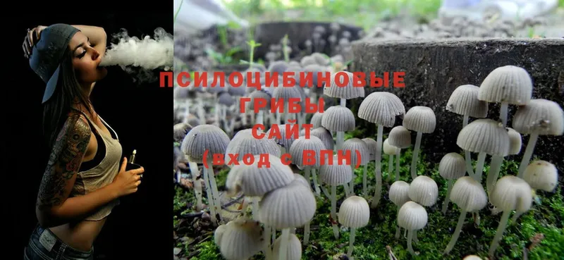 хочу   Буинск  Псилоцибиновые грибы Psilocybe 